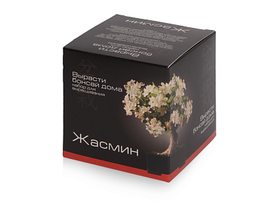 Подарочный набор Вырасти Бонсай дома. Жасмин