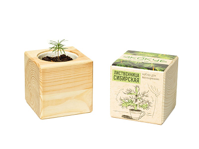 Набор для выращивания Лиственница Сибирская