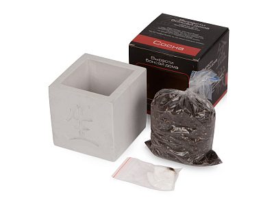 Подарочный набор Вырасти Бонсай дома. Сосна