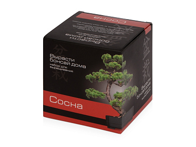Подарочный набор Вырасти Бонсай дома. Сосна